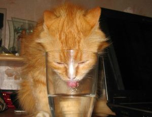 Валерия Медведева